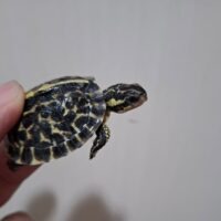フロリダハコガメ（25CB）TSDメス