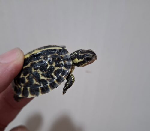 フロリダハコガメ（25CB）TSDメス