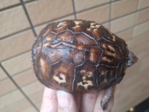 トウブハコガメ（甲長約9,5cm）多甲板（親極美） - 画像 (9)
