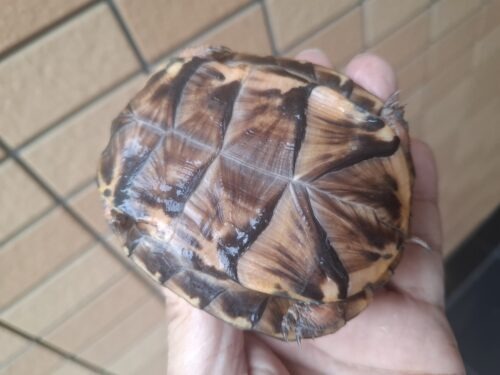 トウブハコガメ（甲長約9,5cm）多甲板（親極美） - 画像 (15)