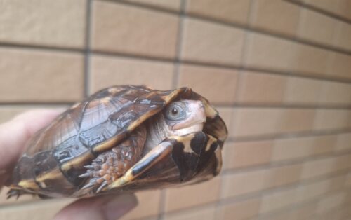 トウブハコガメ（甲長約9,5cm）多甲板（親極美） - 画像 (14)