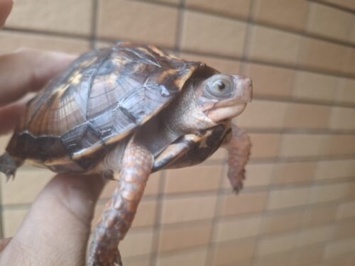 トウブハコガメ（甲長約9,5cm）多甲板（親極美） - 画像 (6)