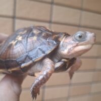 トウブハコガメ（甲長約9,5cm）多甲板（親極美）