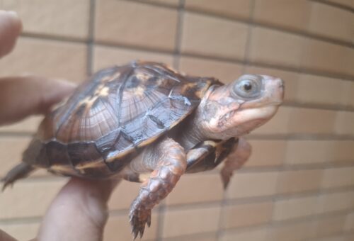 トウブハコガメ（甲長約9,5cm）多甲板（親極美）