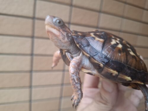 トウブハコガメ（甲長約9,5cm）多甲板（親極美） - 画像 (10)