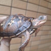 トウブハコガメ（甲長約9,5cm）多甲板（親極美）
