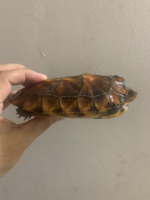 ヒラセガメ（100％hetパステル）CB 甲長約15cm - 画像 (5)