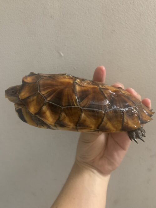 ヒラセガメ（100％hetパステル）CB 甲長約15cm - 画像 (6)