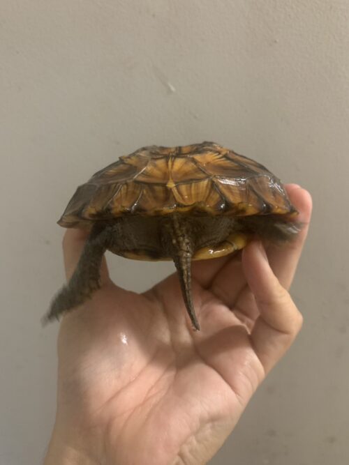 ヒラセガメ（100％hetパステル）CB 甲長約15cm - 画像 (10)