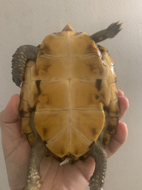 ヒラセガメ（100％hetパステル）CB 甲長約15cm - 画像 (7)
