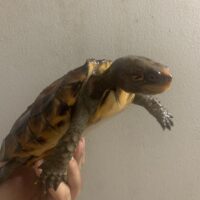 ヒラセガメ（100％hetパステル）CB 甲長約15cm