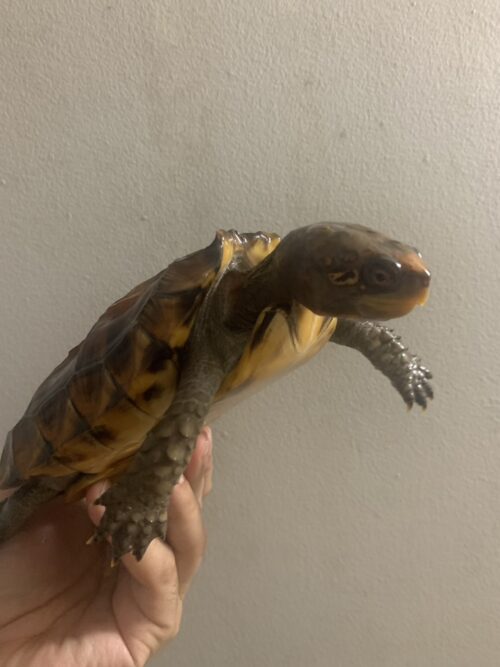 ヒラセガメ（100％hetパステル）CB 甲長約15cm - 画像 (2)