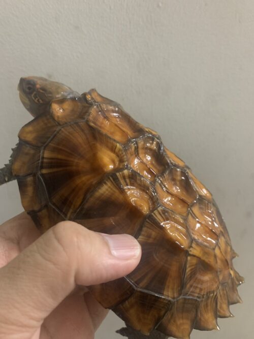 ヒラセガメ（100％hetパステル）CB 甲長約15cm - 画像 (4)