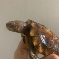 ヒラセガメ（100％hetパステル）CB 甲長約15cm