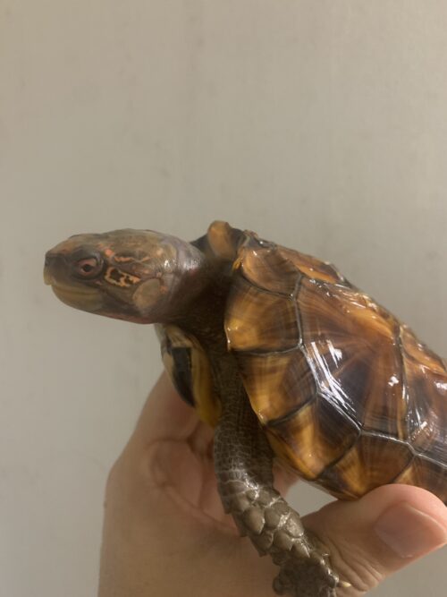 ヒラセガメ（100％hetパステル）CB 甲長約15cm