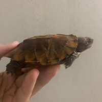 ヒラセガメ（100％hetパステル）CB 甲長約10,5cm