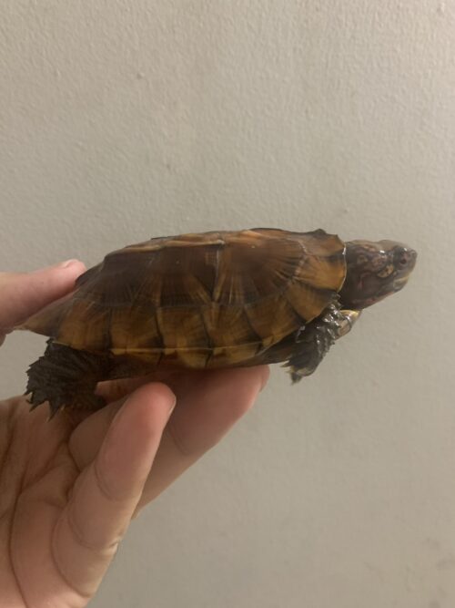 ヒラセガメ（100％hetパステル）CB 甲長約10,5cm - 画像 (2)