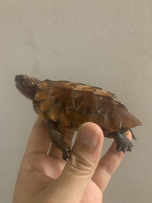 ヒラセガメ（100％hetパステル）CB 甲長約10,5cm - 画像 (6)