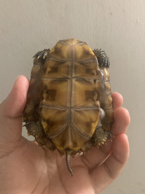 ヒラセガメ（100％hetパステル）CB 甲長約10,5cm - 画像 (5)