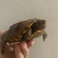 ヒラセガメ（100％hetパステル）CB 甲長約10,5cm