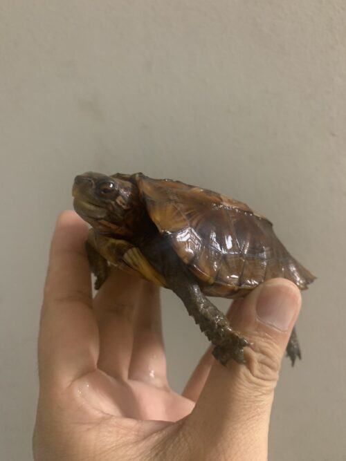 ヒラセガメ（100％hetパステル）CB 甲長約10,5cm - 画像 (3)