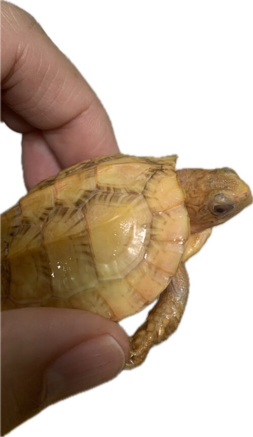 ヒラセガメ（100％hetパステル）CB 甲長約10,5cm - 画像 (8)