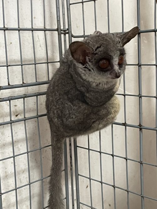 ショウガラゴ（オス生後約１歳,メス生後約1歳半）ペア - 画像 (5)