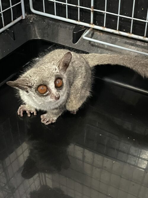 ショウガラゴ（オス生後約１歳,メス生後約1歳半）ペア - 画像 (4)