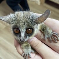 ショウガラゴ（オス生後約１歳,メス生後約1歳半）ペア