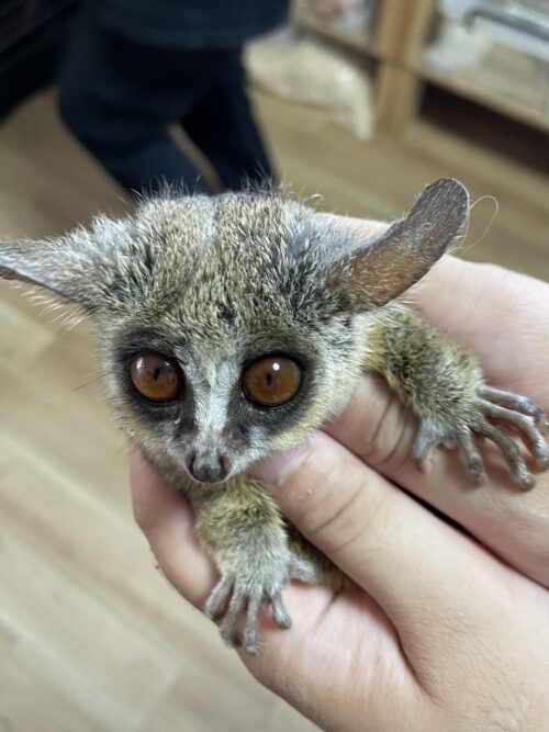 ショウガラゴ（オス生後約１歳,メス生後約1歳半）ペア