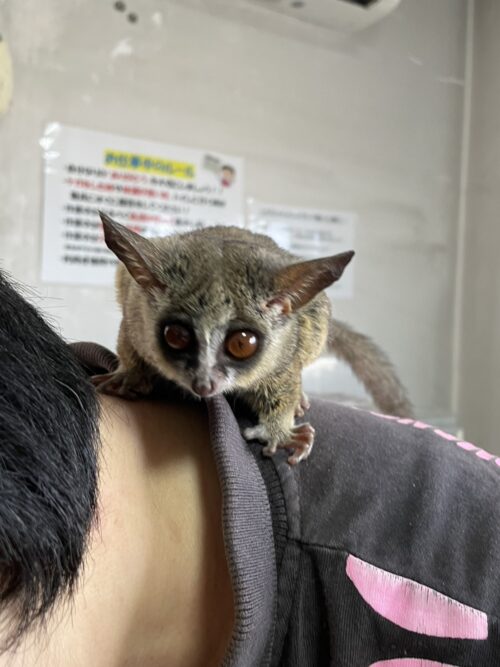 ショウガラゴ（オス生後約１歳,メス生後約1歳半）ペア - 画像 (3)