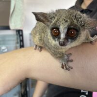 ショウガラゴ（オス生後約１歳,メス生後約1歳半）ペア