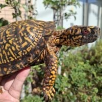 トウブハコガメ（甲長約15cm）オス（極美）2018CB