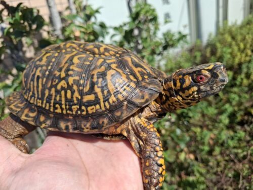 トウブハコガメ（甲長約15cm）オス（極美）2018CB - アクアスペース