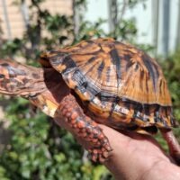 トウブハコガメ（甲長約13cm）23CB