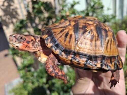 トウブハコガメ（甲長約13cm）23CB - 画像 (12)