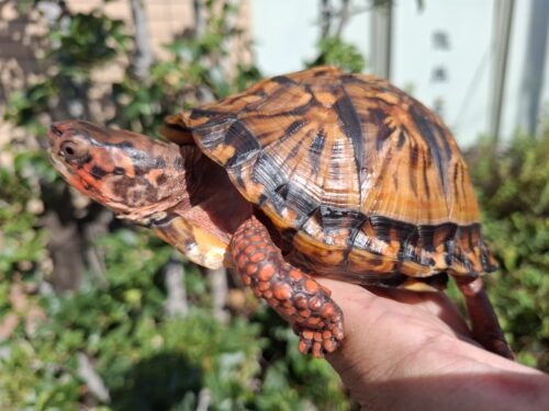 トウブハコガメ（甲長約13cm）23CB