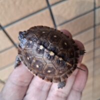 トウブハコガメ（25CB）約5cm