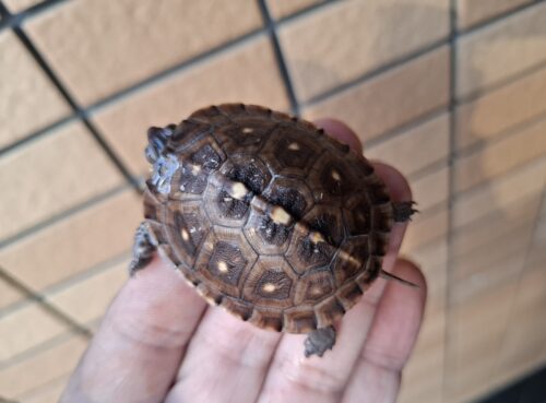 トウブハコガメ（25CB）約5cm