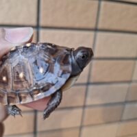 トウブハコガメ（25CB）約5cm