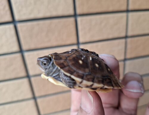 トウブハコガメ（25CB）約5cm - 画像 (3)