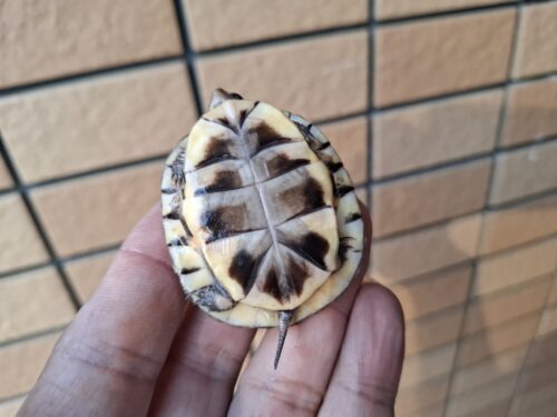 トウブハコガメ（25CB）約5cm - 画像 (7)