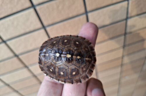 トウブハコガメ（25CB）約5cm - 画像 (6)