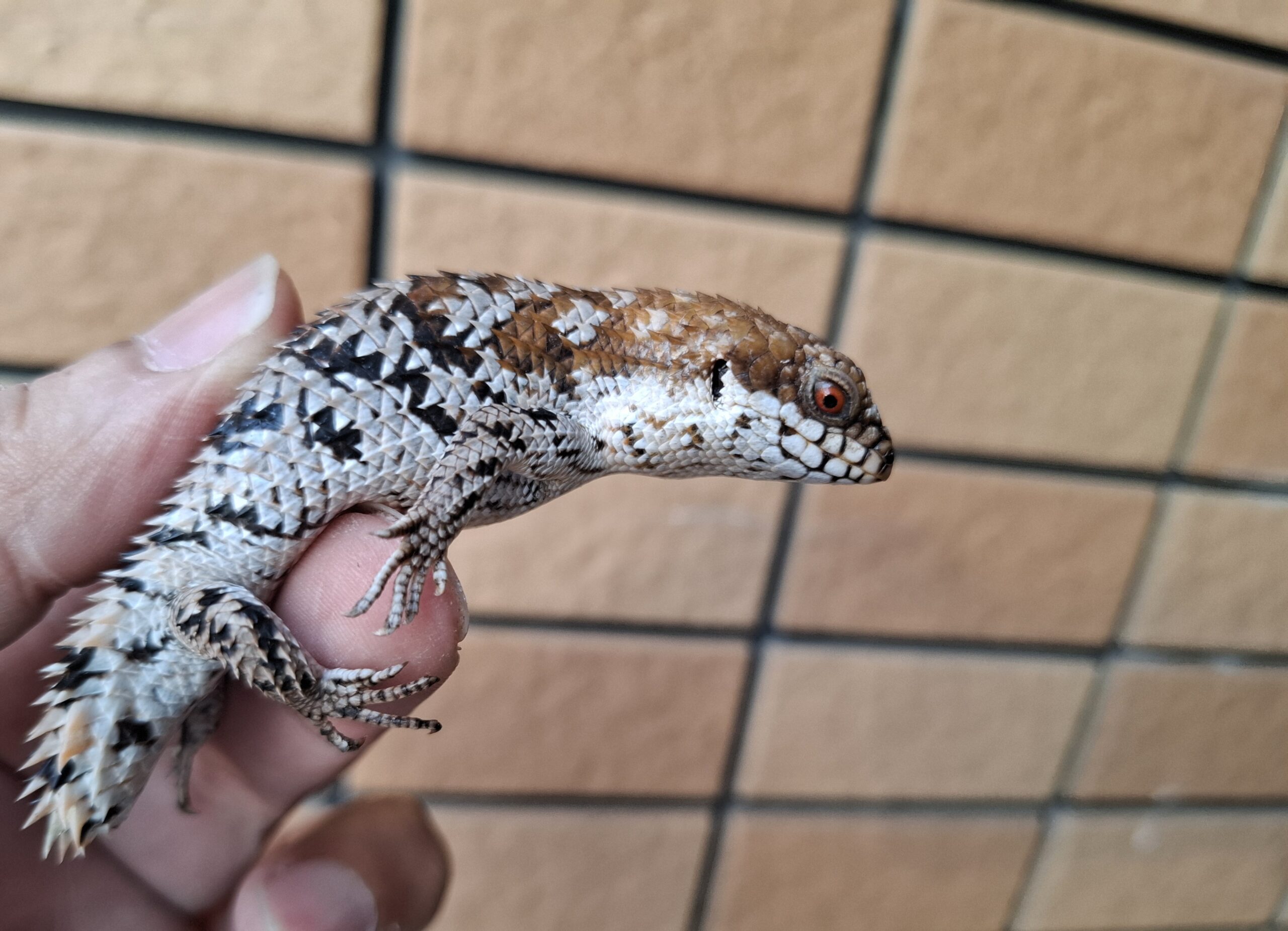 トカゲ ニシマツカサトカゲ入荷！！ 期間限定の大特価にて販売！ LINE