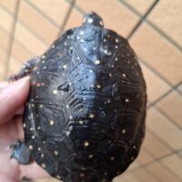 黒曜石　メキシコ　カメ　亀　8cm×5cm 民芸品　中南米　長寿　親子 ミズガメ アーカイブ - アクアスペース