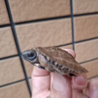 モリイシガメ（25CB)