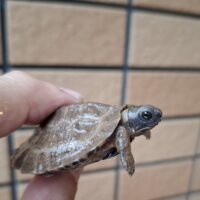 モリイシガメ（25CB)