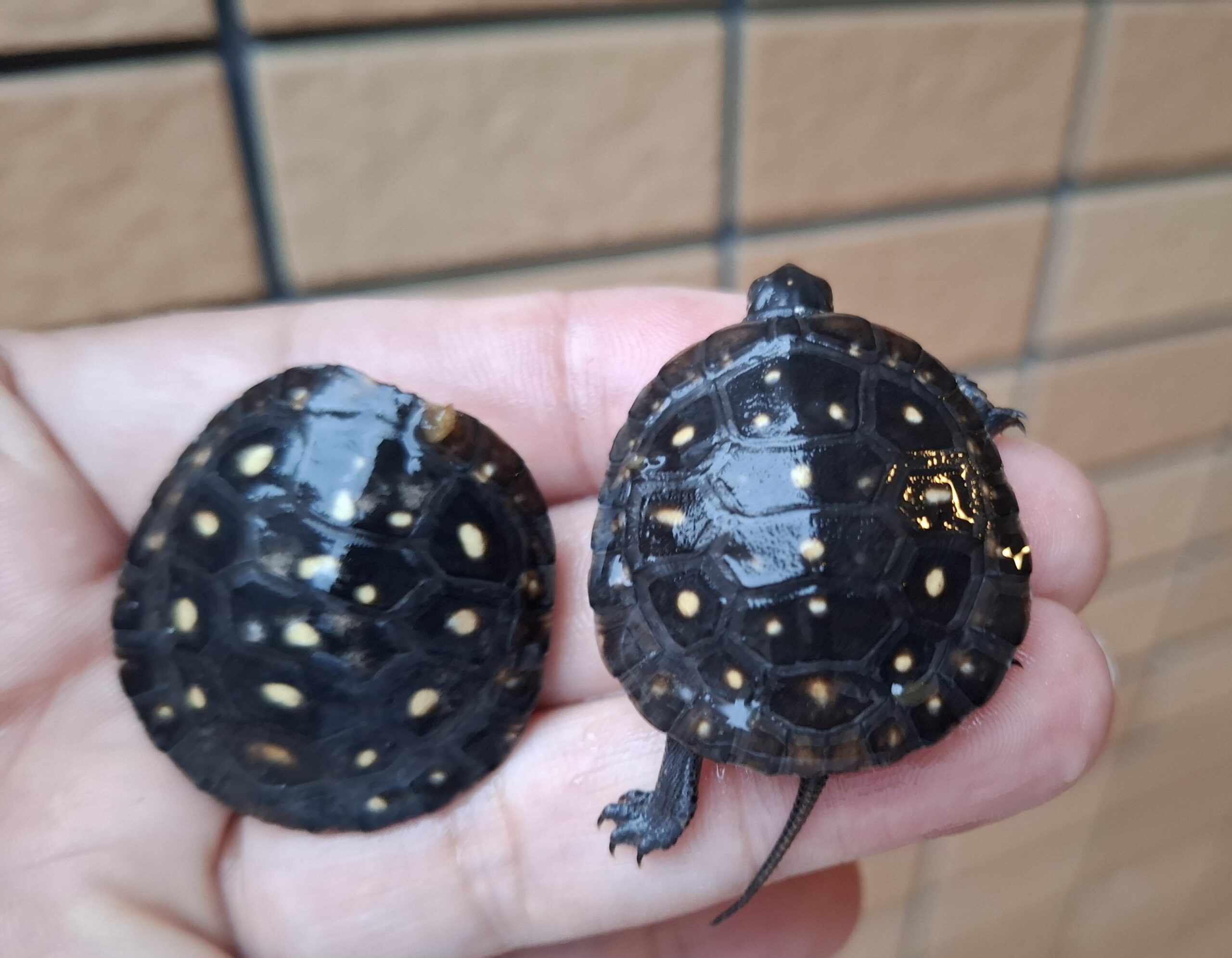 アクアプラント　守亜　玄武　ホシガメ　ハコガメ アクアプラント 守亜 玄武 ホシガメ ハコガメ