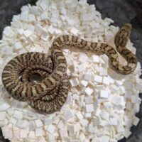 クナシリアオダイショウ（25CB）