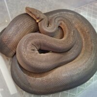 オリーブパイソン（hetアルビノ）22CB （♂約5kg ♀約7kg）  ペア
